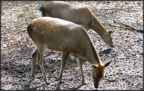 sika deer pose