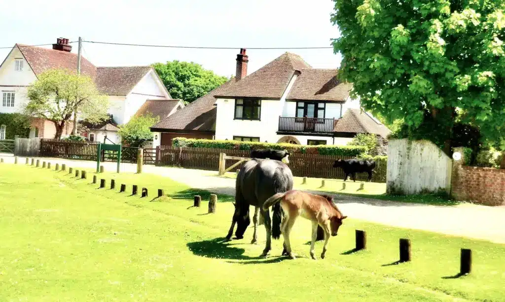 Brockenhurst Horses Eating Grass 
