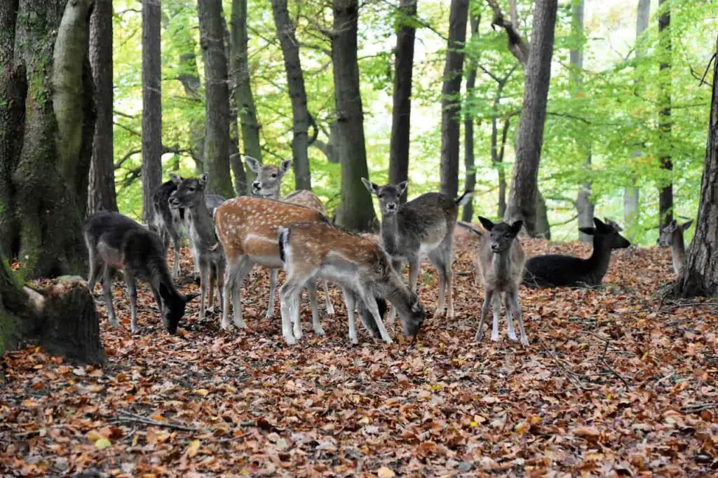 New Forest Wildlife | A Capital For Wildlife | New Forest