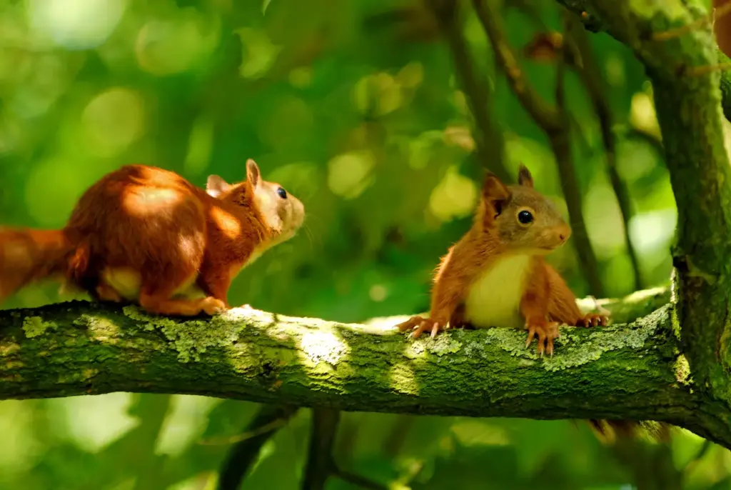 Two Squirrels on the Tree Branch 