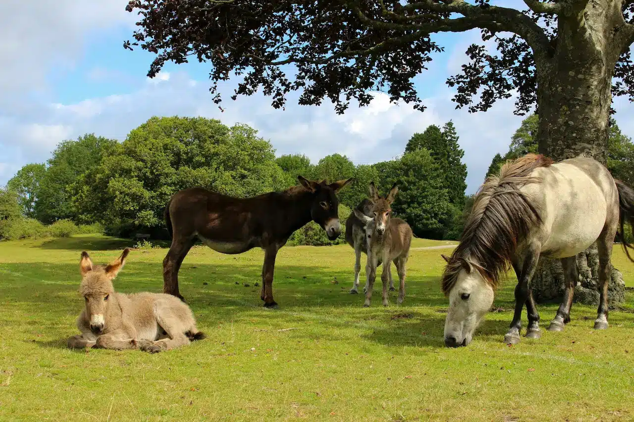 The New Forest Wildlife