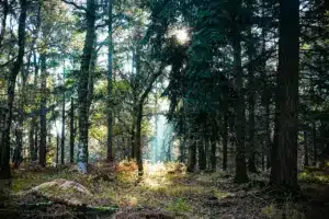 Discovering Europe's Top Forests