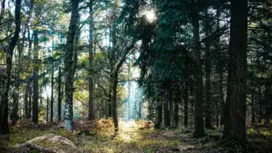 Discovering Europe's Top Forests