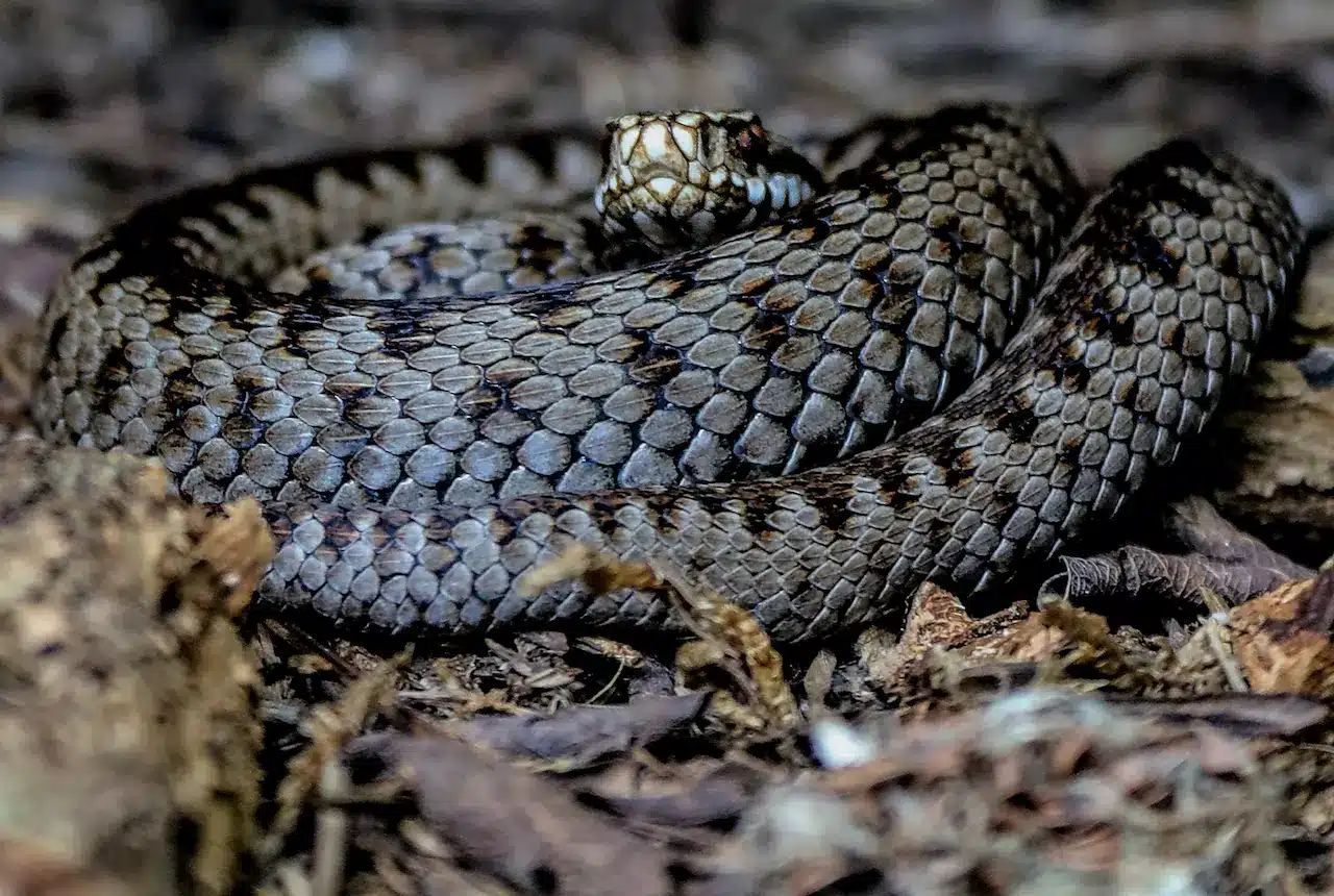 Snake on the Ground Adder Fact File