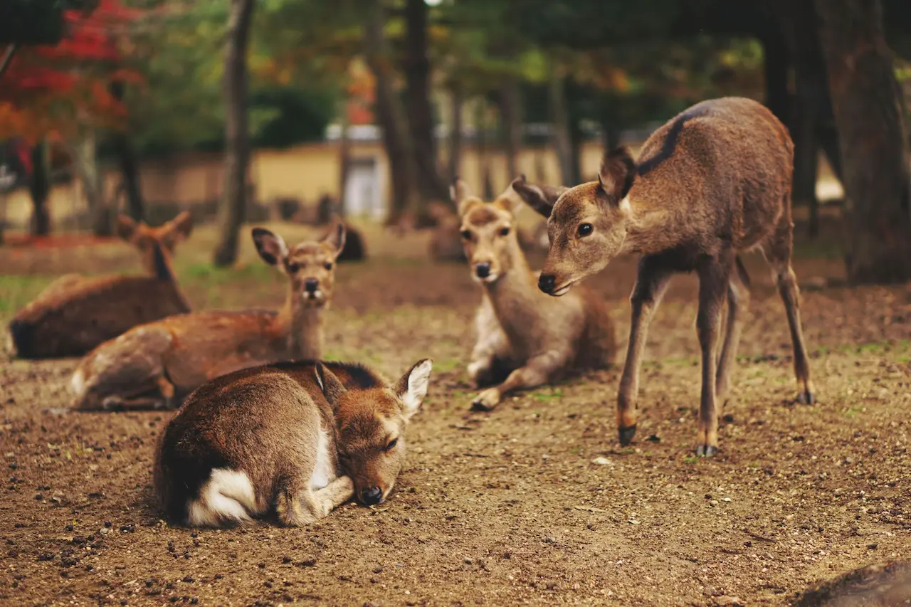 A Group of Deer Bolderwood Deer Sanctuary