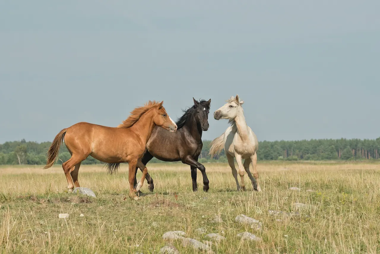 Three Horses Are Commoners & Commoning