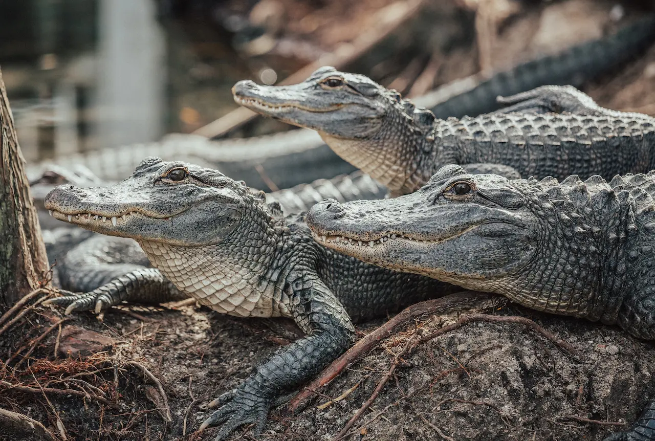 Baby Crocodile Explore the New Forest Reptile Centre