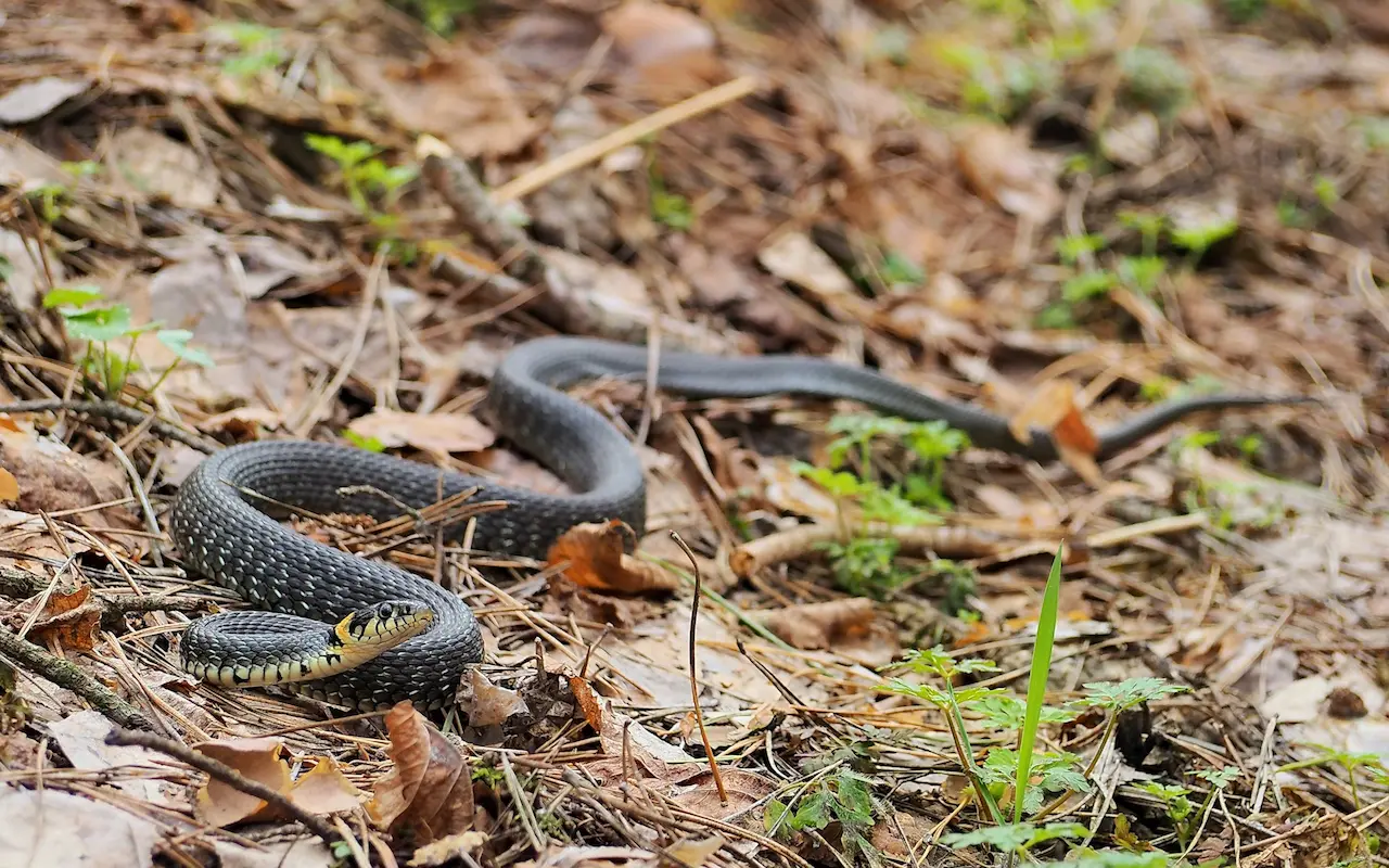 The Grass Snake Fact File