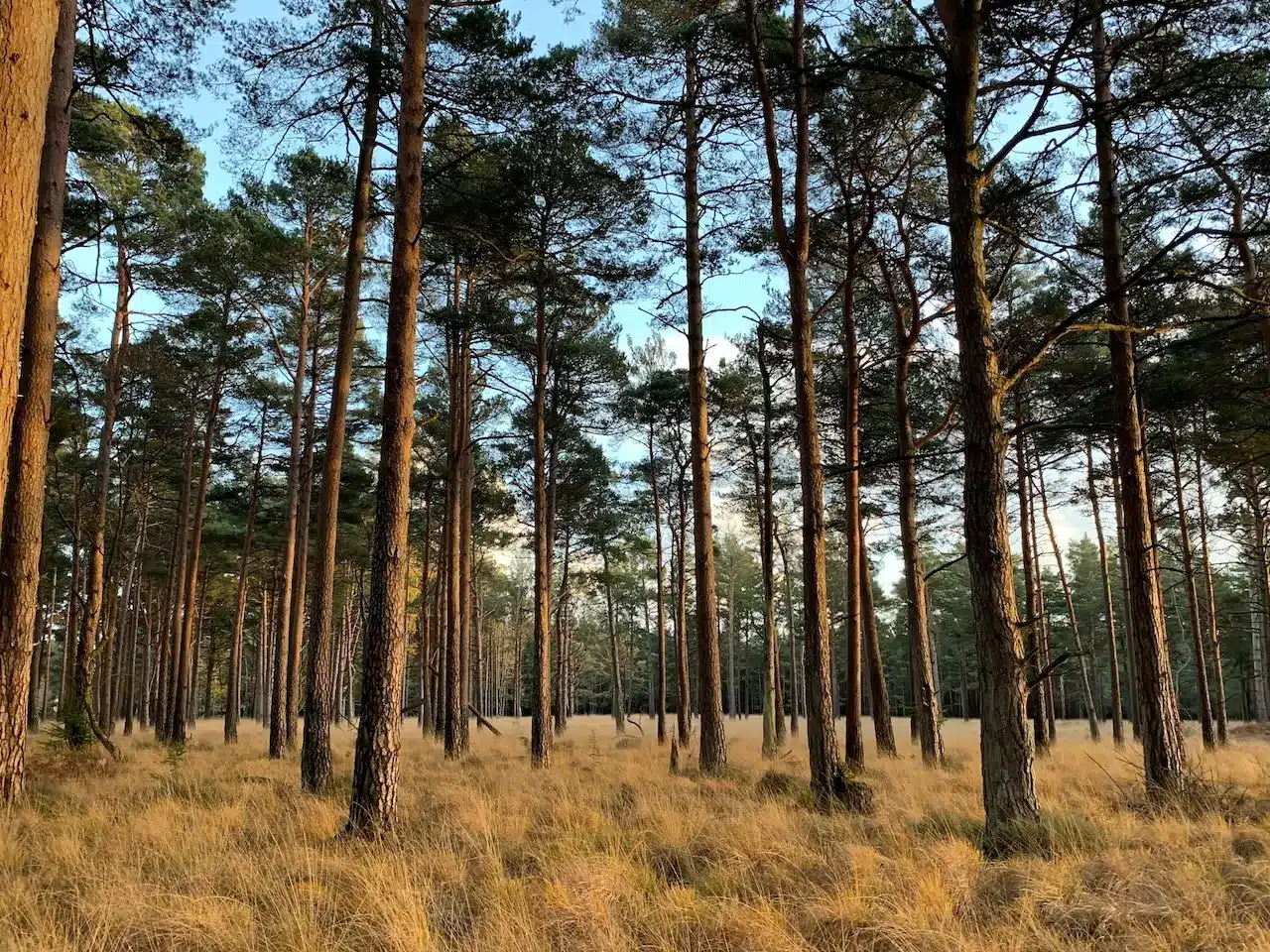 The New Forest Bogs & Wetlands Into The Tall Woods