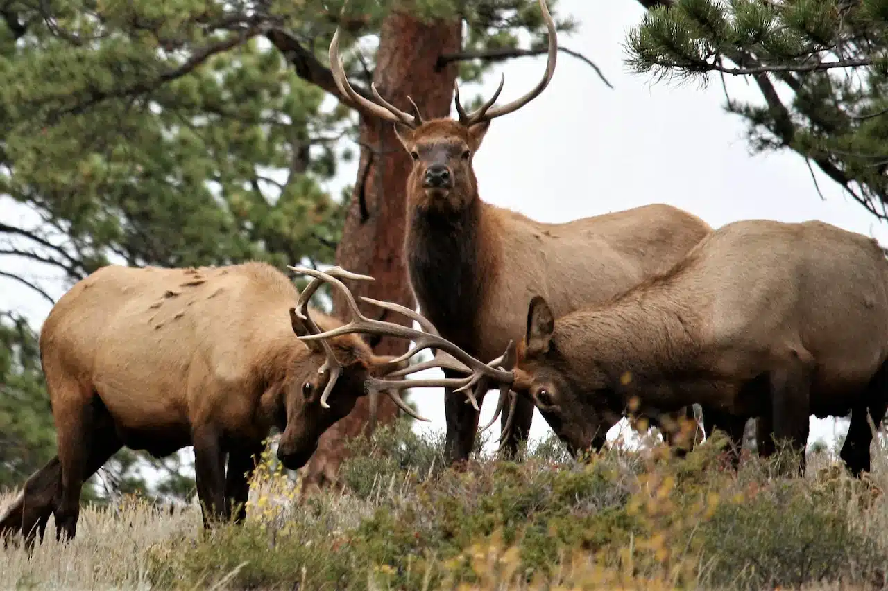 Elks In The Forest New Forest National Park links & resources page