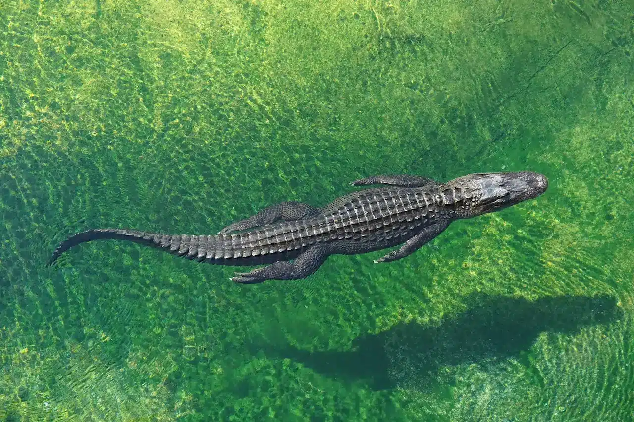 The Crocodile Swimming In The New Forest Reptile Centre