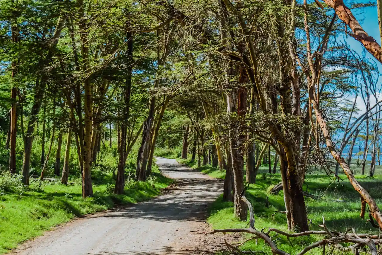 New Forest Road New Forest Verderers Byelaws