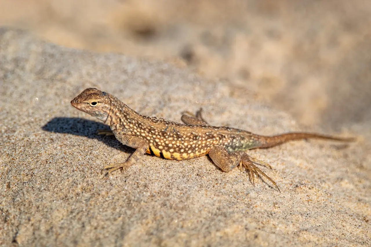 Brown Sand lizard fact file