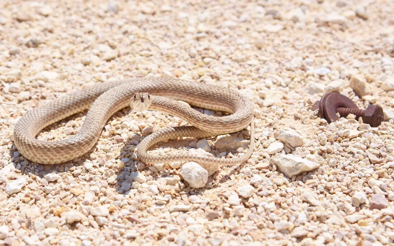 Snake on the Ground Smooth Snake Fact File