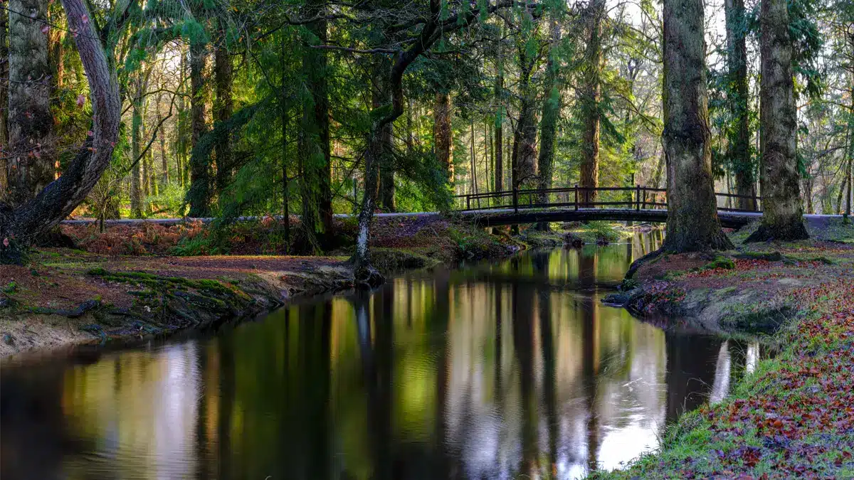 New Forest National Park Black Water River