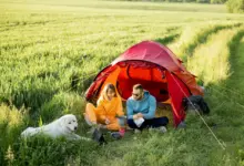 Forest Camping Adventure With Dog