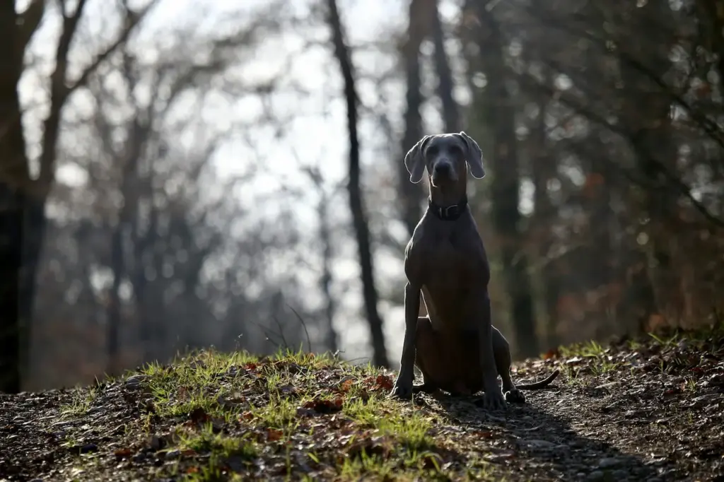 Forest Camping Adventures with Your Dog