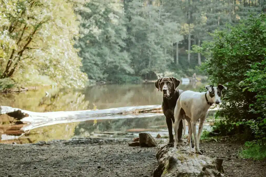 Two Dogs Playing On A Log