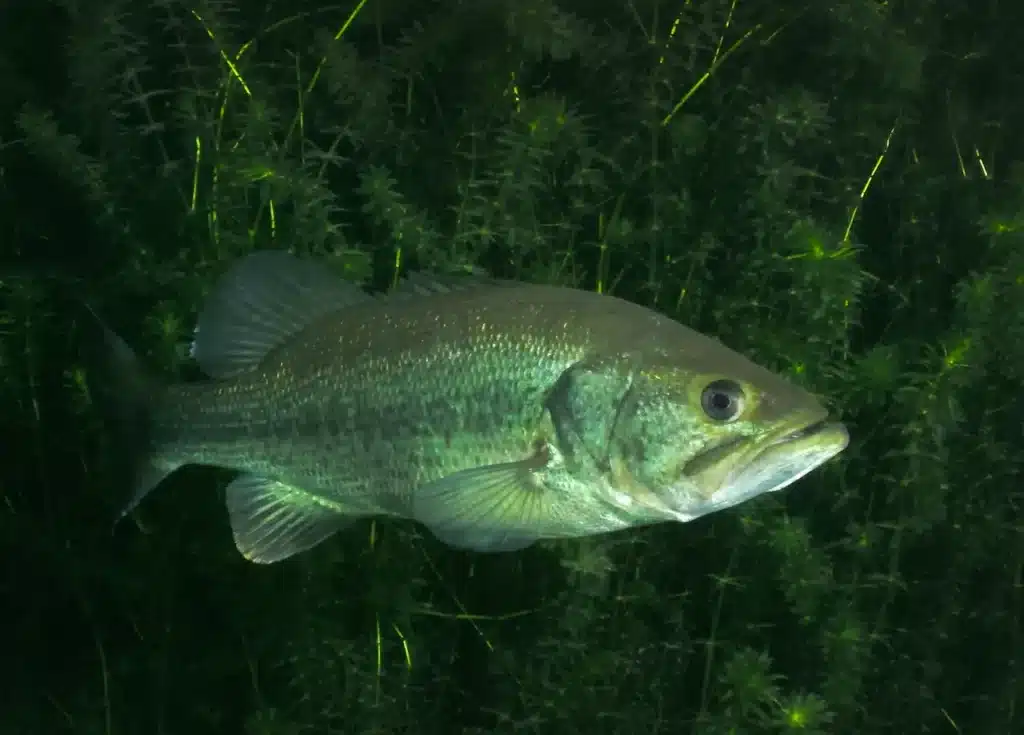 Large Mouth Bass Close Up