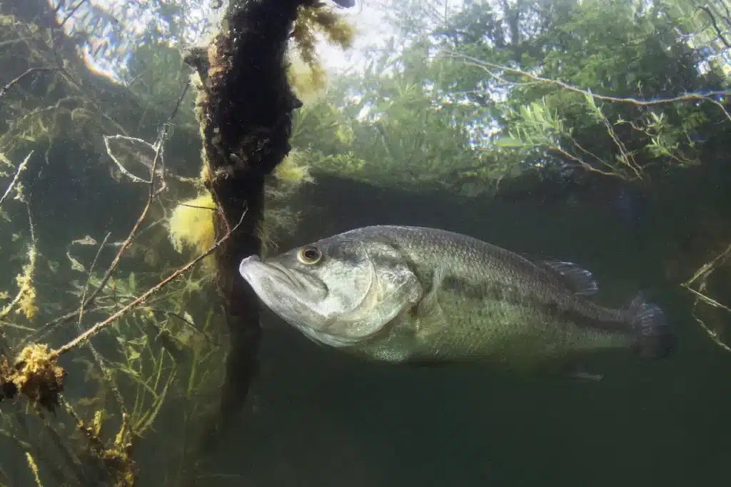 Water Clarity and Its Impact on Bass Behaviour