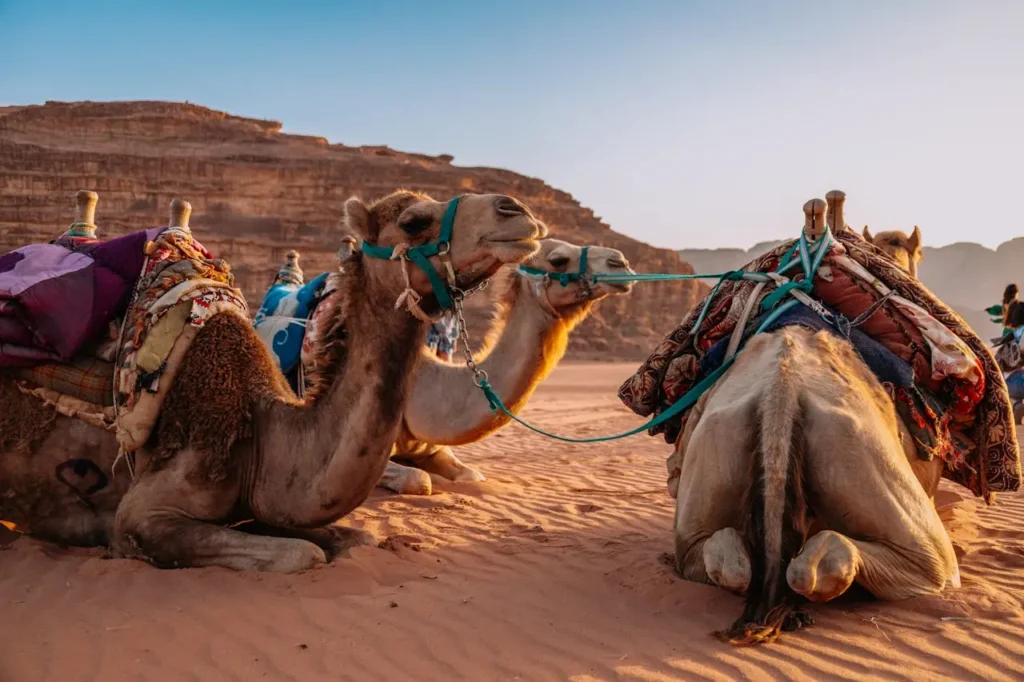 Wadi Rum Village Aqaba Governorate Jordania