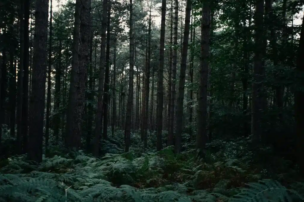 Dark Forest With Lots Of Trees