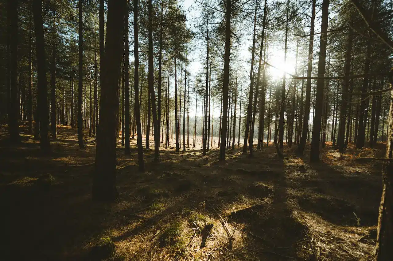 Trees In The New Forest National Park