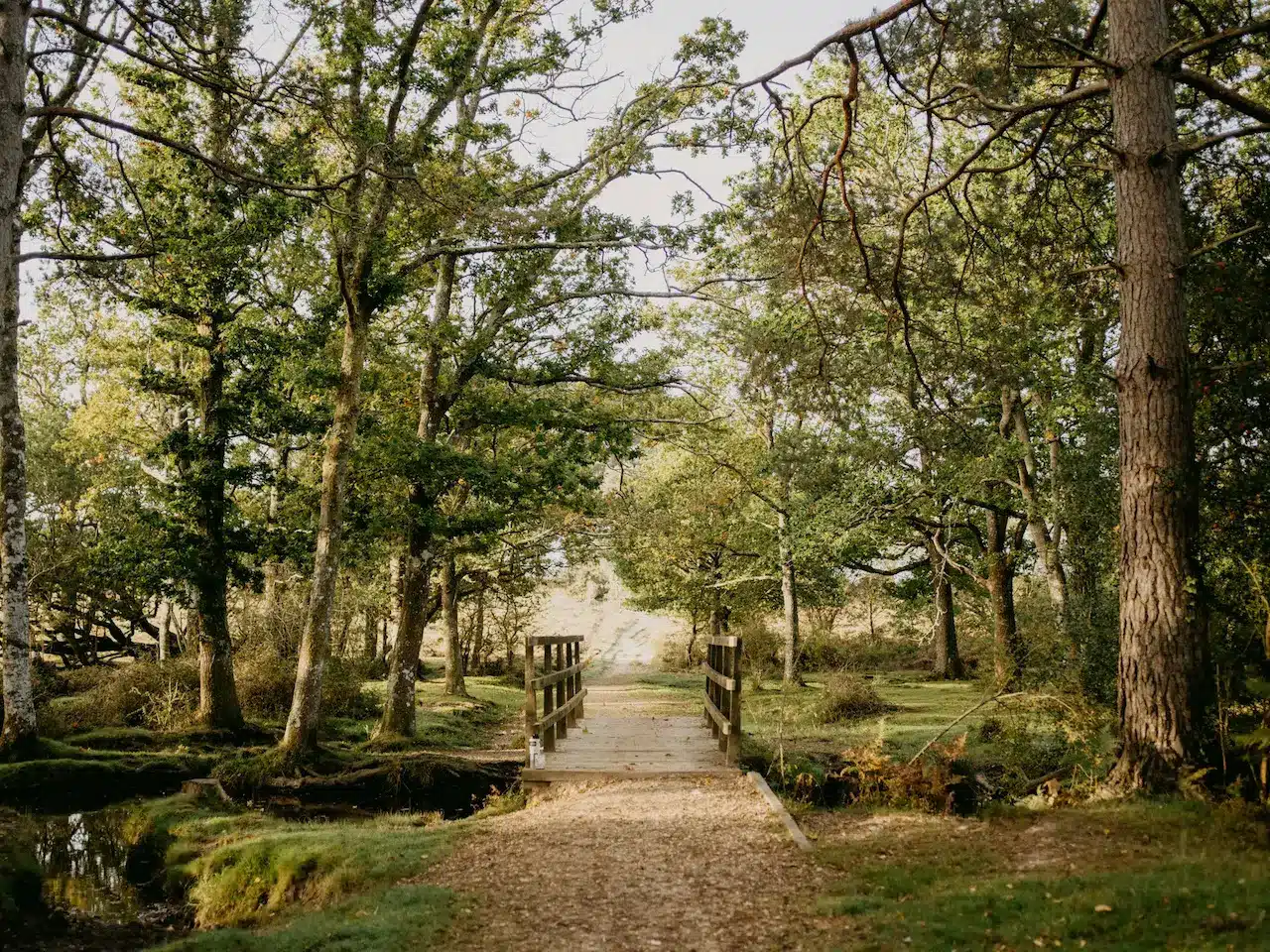 New Forest Getaway