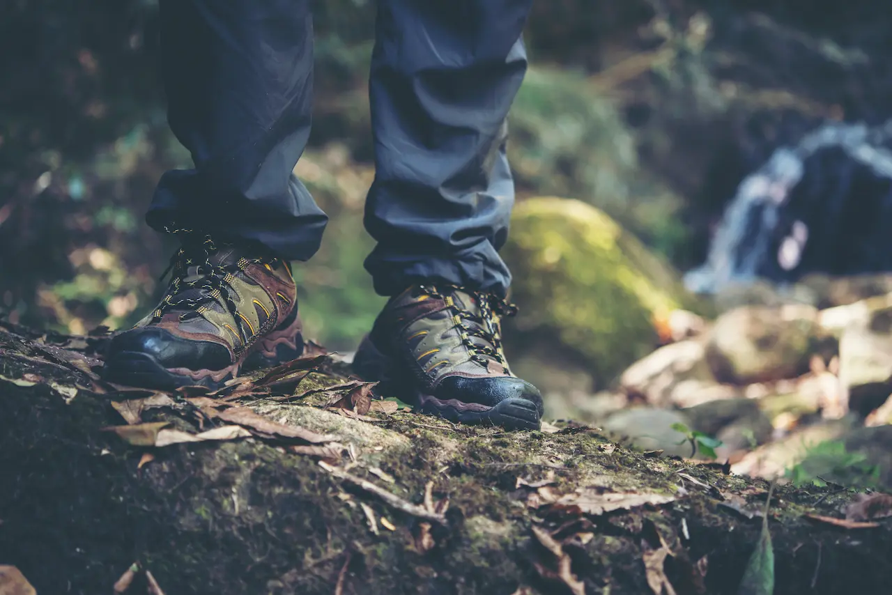 How to Enjoy the New Forest’s Nature and Wildlife Without Breaking the Bank