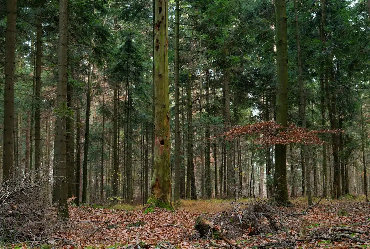 Hiking in the Dense Woods